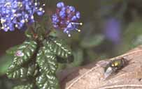 fly on a leaf