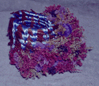 flowermkt3x.GIF (17143 bytes)