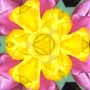 tulip detail 3