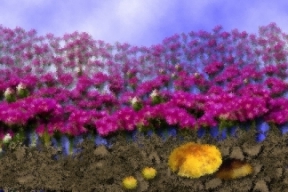 Field of Flowers