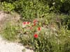 poppies