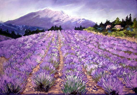 lavender-sault