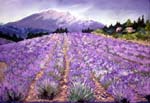 lavender-sault