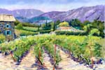luberon-vinyard
