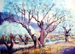 olive-grove-afternoon