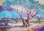 olive-grove2