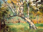 glade-tree-summer