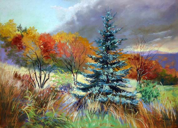 Sues-Blue-Spruce