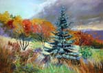Sues-Blue-Spruce