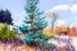 Sues-House-and-Blue-Spruce