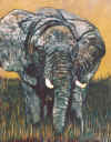 Elephant (new).jpg (154342 bytes)