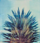 Yucca  1997B.jpg (20978 bytes)