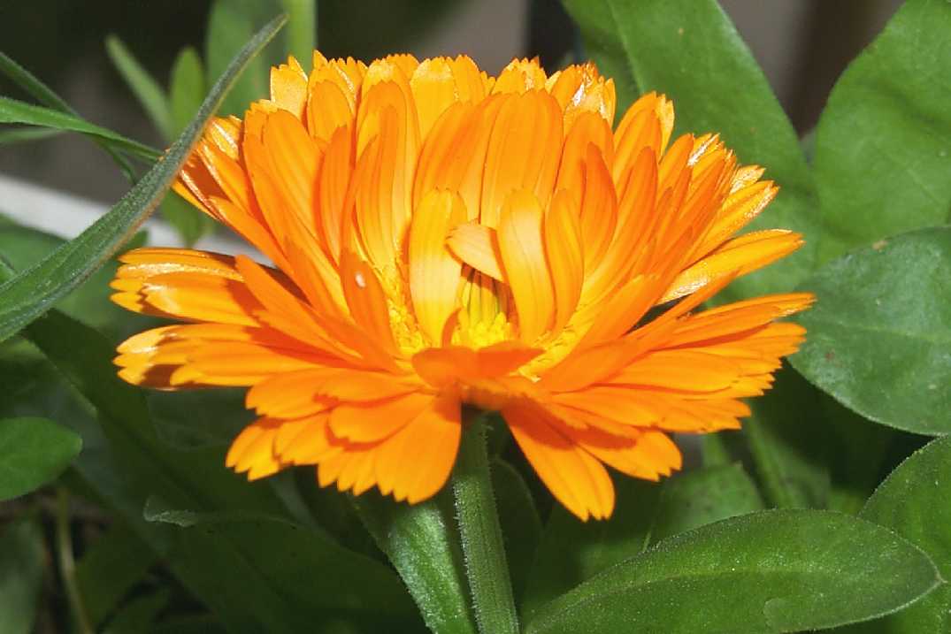 http://www.art.net/studios/hackers/strata/flowers/calendula-close.JPG