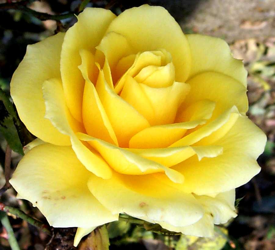 http://www.art.net/studios/hackers/strata/roses/great-yellow-rose-closeup-644.jpg