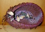 violetabalone9x.GIF (14495 bytes)