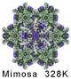 Mimosa