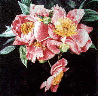 Pink Peonies