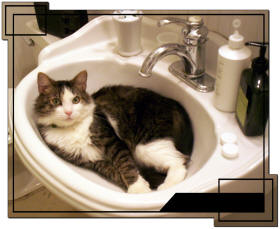 Kitty in Sink