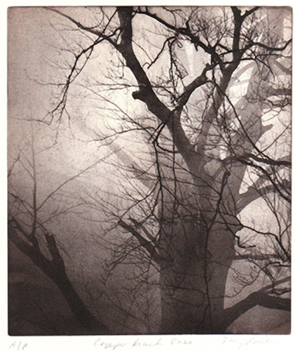 01_photogravure_tree