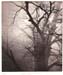 01_photogravure_tree