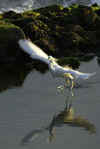 Egret_taking_flight.jpg (27805 bytes)