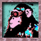 monkey