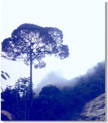 Pico do Papagaio (Tijuca Forest/Floresta da Tijuca) - Rio de Janeiro, RJ